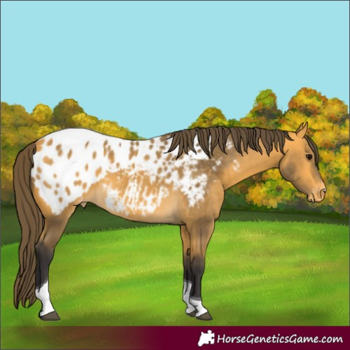 Horse Color:Buckskin Tobiano Appaloosa 