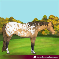 Horse Color:Buckskin Tobiano Appaloosa