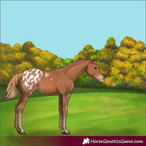 Horse Color:Chestnut Appaloosa