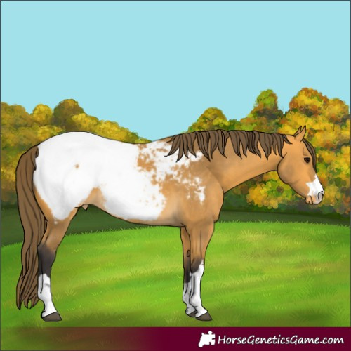 Horse Color:Buckskin Appaloosa