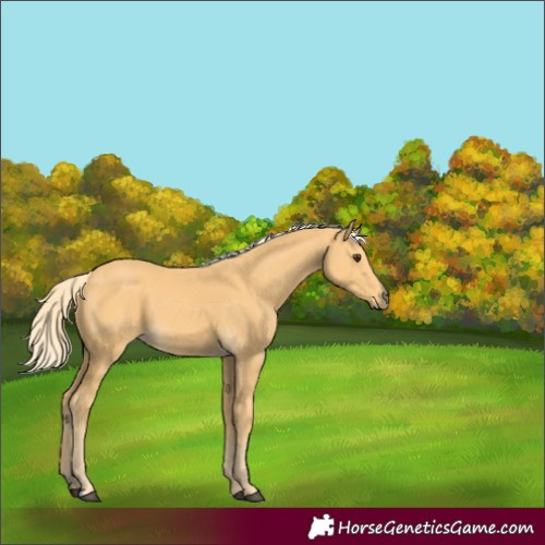 Horse Color:Palomino