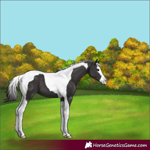 Horse Color:Smoky Black Splash Tobiano 