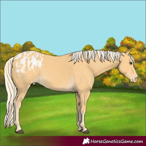 Horse Color:Palomino Appaloosa