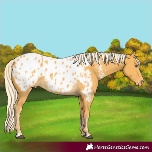 Horse Color:Palomino Appaloosa 