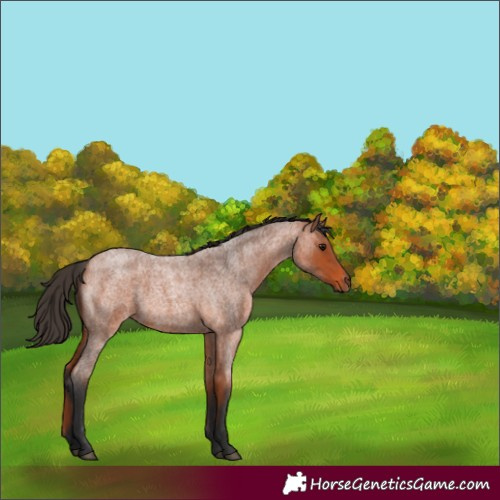 Horse Color:Bay Roan 