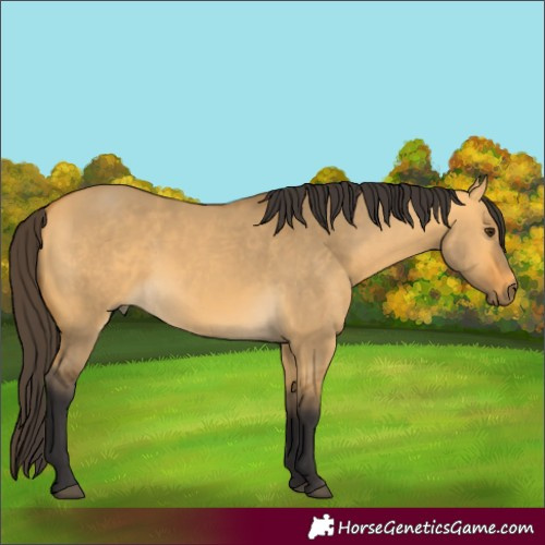 Horse Color:Buckskin Dun 
