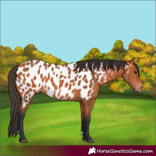 Horse Color:Bay Appaloosa 