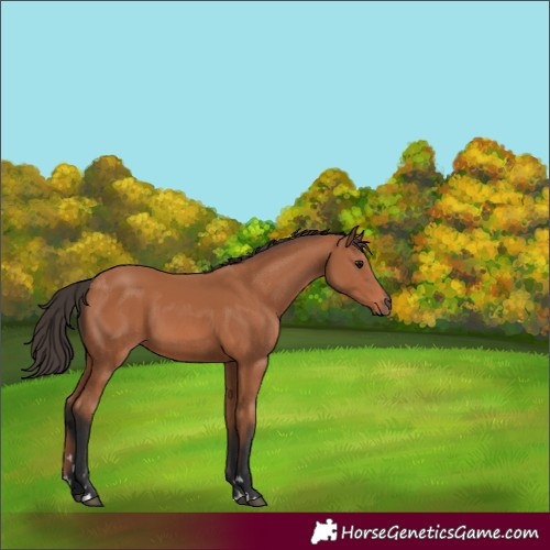 Horse Color:Bay 
