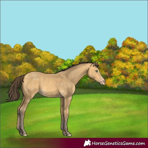 Horse Color:Unknown 