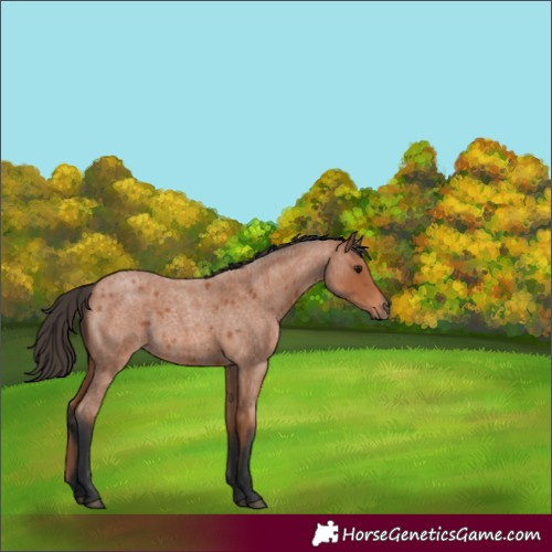 Horse Color:Bay Roan 