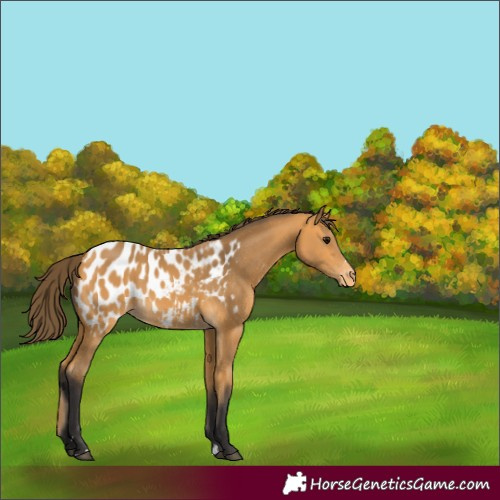 Horse Color:Unknown 