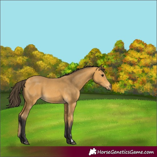 Horse Color:Buckskin 