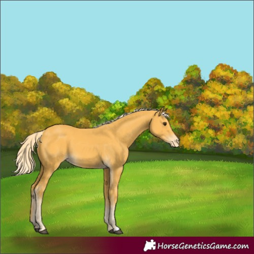 Horse Color:Palomino Appaloosa