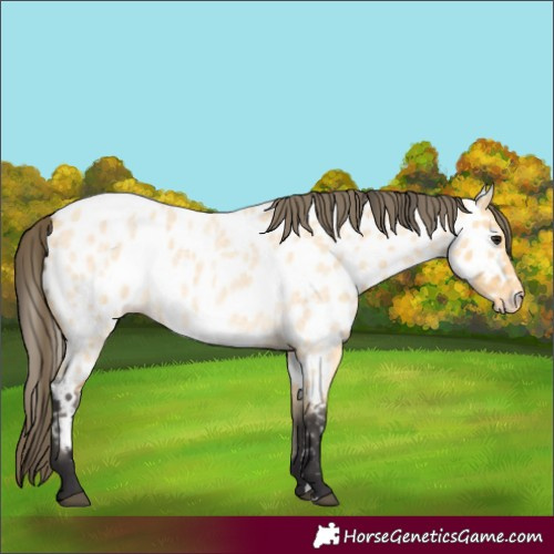 Horse Color:Buckskin Roan Appaloosa