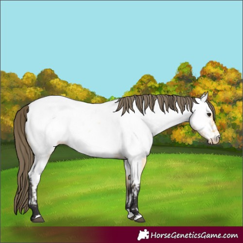 Horse Color:Buckskin Roan Appaloosa 