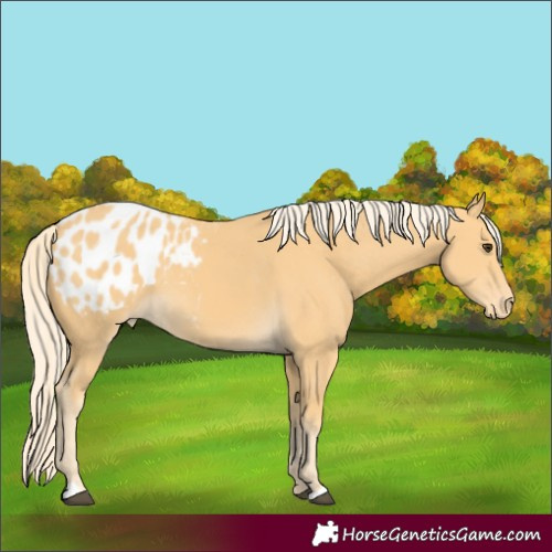 Horse Color:Palomino Appaloosa