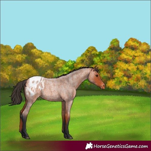 Horse Color:Unknown 