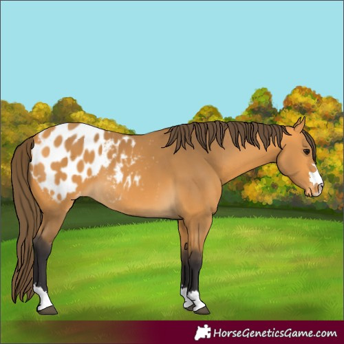 Horse Color:Buckskin Appaloosa 