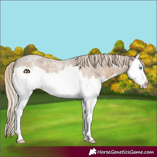 Horse Color:Chocolate Palomino Roan Splash 