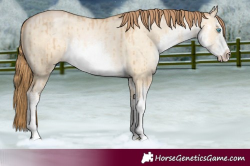 Horse Color:White Spotted Buckskin Pearl Dun Brindle 