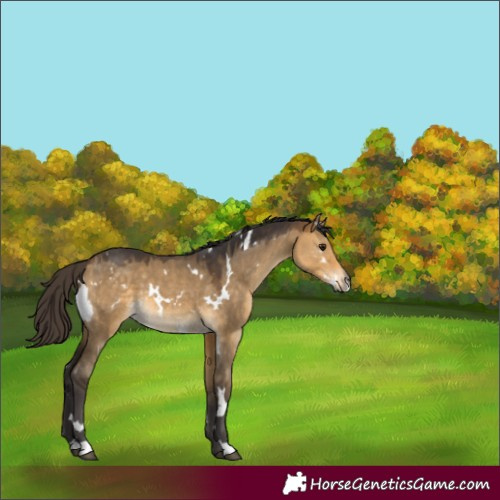 Horse Color:White Spotted Buckskin Dun 