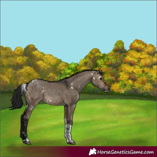 Horse Color:Gray White Spotted Brown Dun Tobiano Brindle 