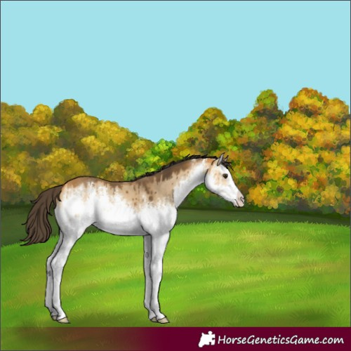 Horse Color:White Spotted Buckskin Dun Brindle 