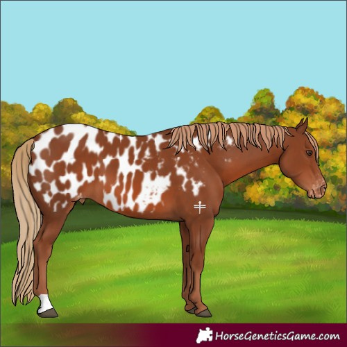 Horse Color:Chestnut Appaloosa 