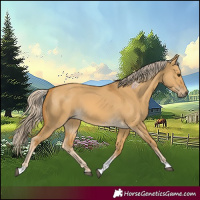 Horse Color:Palomino Dun Tobiano 