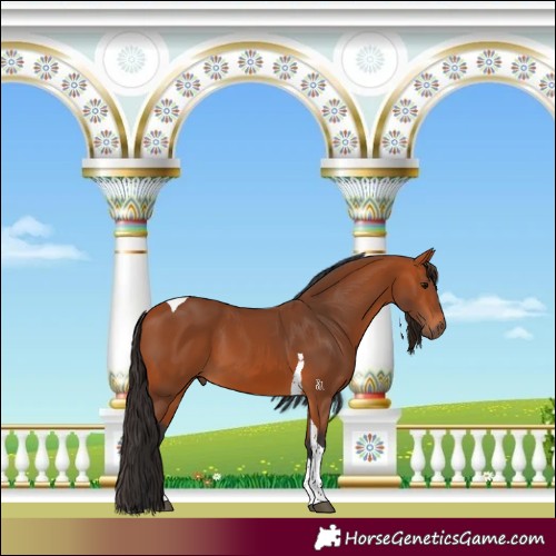 Horse Color:Bay Tobiano 