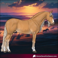 Horse Color:Palomino 