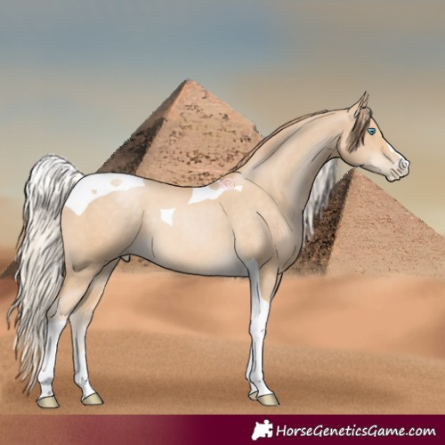 Horse Color:Palomino Pearl Tobiano 