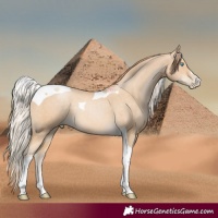Horse Color:Palomino Pearl Tobiano