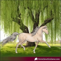 Horse Color:Palomino Pearl Tobiano