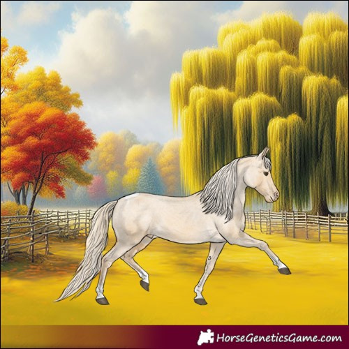 Horse Color:Palomino Dun Tobiano Appaloosa 