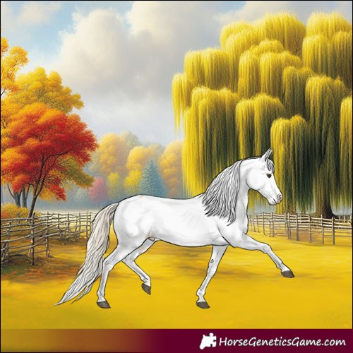 Horse Color:Palomino Dun Tobiano Appaloosa 