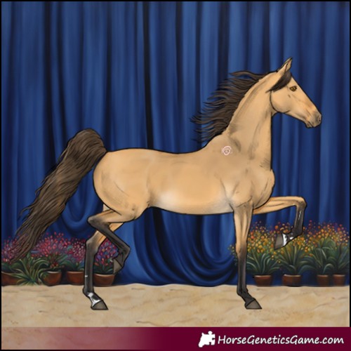 Horse Color:Buckskin Dun 
