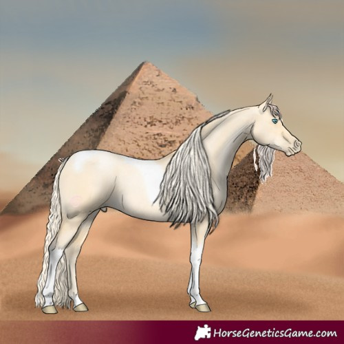 Horse Color:Palomino Pearl Dun Tobiano 