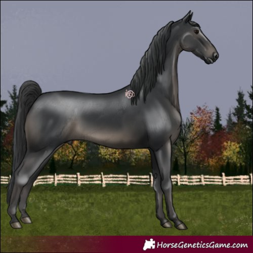 Horse Color:Black 