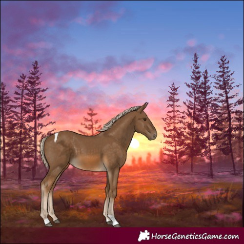 Horse Color:Chocolate Palomino Tobiano 