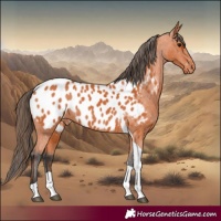 Horse Color:Bay Tobiano Blanket 