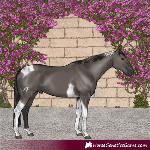 Horse Color:Smoky Grullo Tobiano 