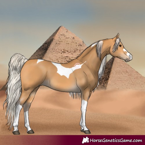 Horse Color:Silver Buckskin Tobiano 