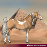 Horse Color:Silver Buckskin Tobiano 
