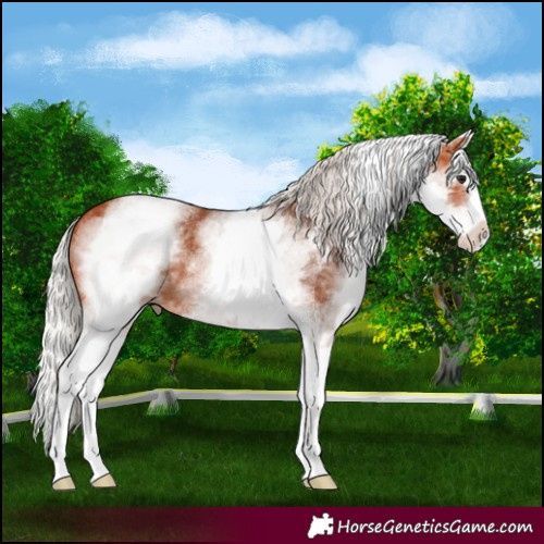 Horse Color:White Spotted Silver Bay Splash 