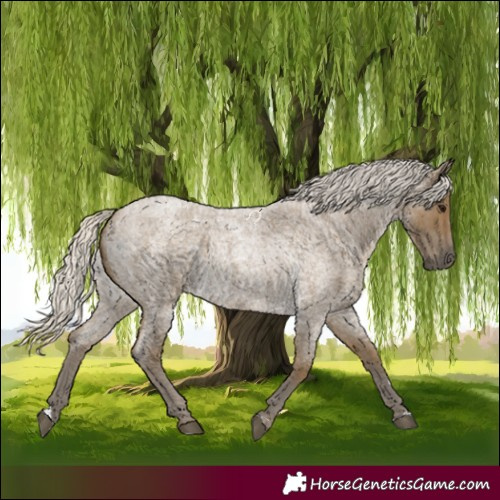 Horse Color:Silver Smoky Blue Roan 