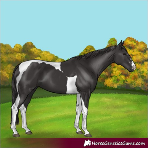Horse Color:Smoky Black Tobiano 