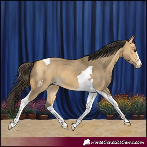 Horse Color:Buckskin Dun Tobiano 