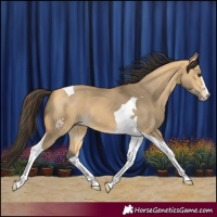 Horse Color:Buckskin Dun Tobiano 