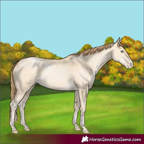 Horse Color:White Spotted Smoky Grullo Pearl 